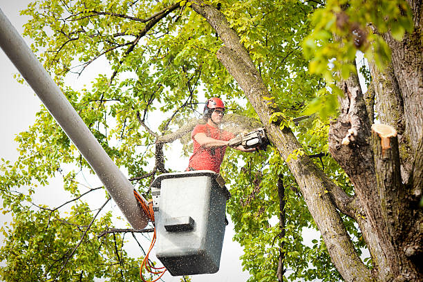 Trusted Heron Bay, GA Tree Removal Experts
